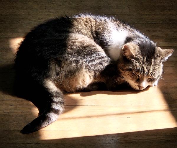 /Images/uploads/Cat Welfare Association/CatWelfare/entries/33881thumb.jpg